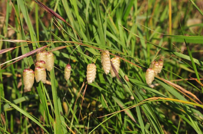 Briza maxima / Sonaglini maggiori